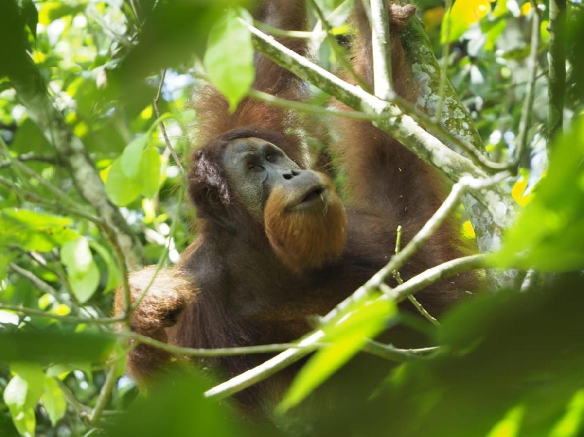 Sumatra Orangutan Discovery Villa Bukit Lawang Exterior foto